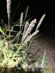 Alopecurus geniculatus