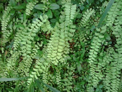 Adiantum