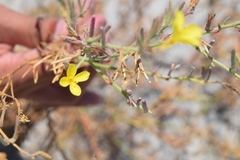 Eulobus crassifolius