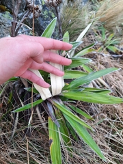 Celmisia spectabilis spectabilis