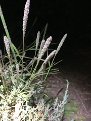 Alopecurus geniculatus