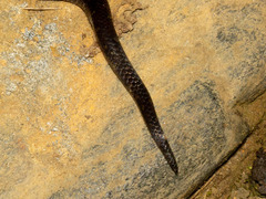 Atractus sanctaemartae
