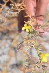 Eulobus crassifolius