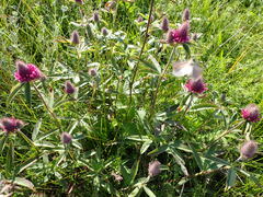 Trifolium alpestre
