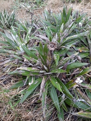 Celmisia spectabilis spectabilis