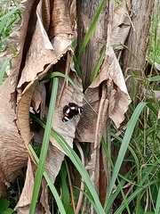 Hypolimnas bolina
