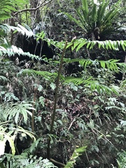 Angiopteris lygodiifolia