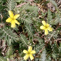 Tribulus terrestris