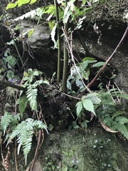 Angiopteris lygodiifolia