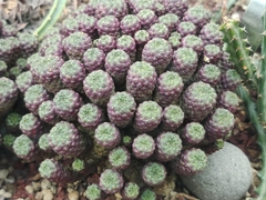 Tephrocactus