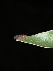 Drosophilidae