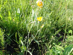 Ranunculus illyricus