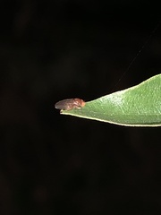Drosophilidae