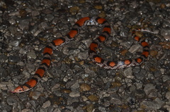Cemophora coccinea copei