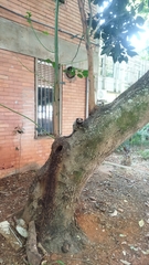 Callithrix penicillata