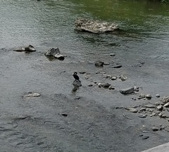 Phalacrocorax carbo hanedae