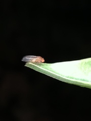 Drosophilidae