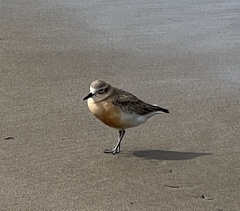 Charadrius obscurus aquilonius