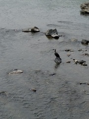 Phalacrocorax carbo hanedae