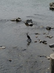 Phalacrocorax carbo hanedae