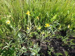 Ranunculus illyricus