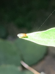 Drosophilidae