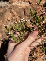 Olearia eremaea