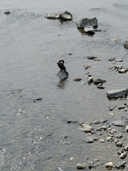 Phalacrocorax carbo hanedae