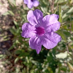Ruellia occidentalis