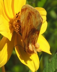 Cirrhophanus triangulifer