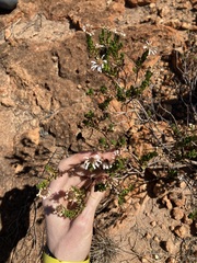 Olearia eremaea