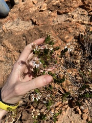Olearia eremaea