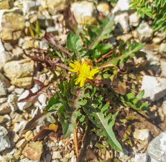 Taraxacum ceratophorum