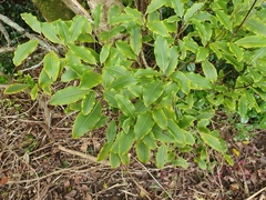 Pittosporum eugenioides