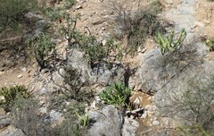 Myrtillocactus geometrizans