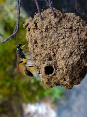 Sceliphron madraspatanum