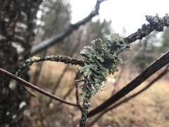 Hypogymnia physodes