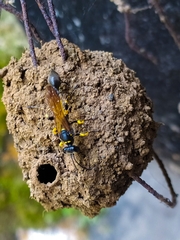 Sceliphron madraspatanum