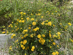 Lantana