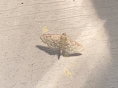 Herpetogramma pertextalis