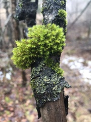 Hypogymnia physodes