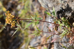 Patrinia rupestris