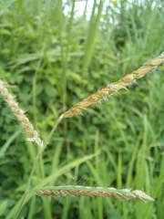 Poaceae