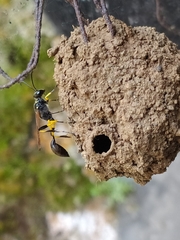 Sceliphron madraspatanum