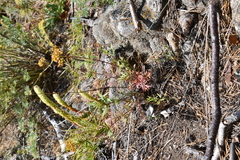 Patrinia rupestris