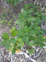 Quercus sadleriana