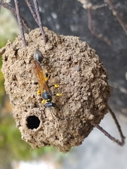 Sceliphron madraspatanum