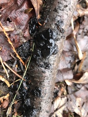 Hypogymnia physodes