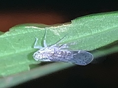 Cixiinae