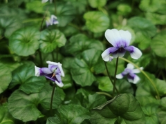 Viola banksii